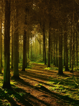 Lorem Ipsum has been the indus